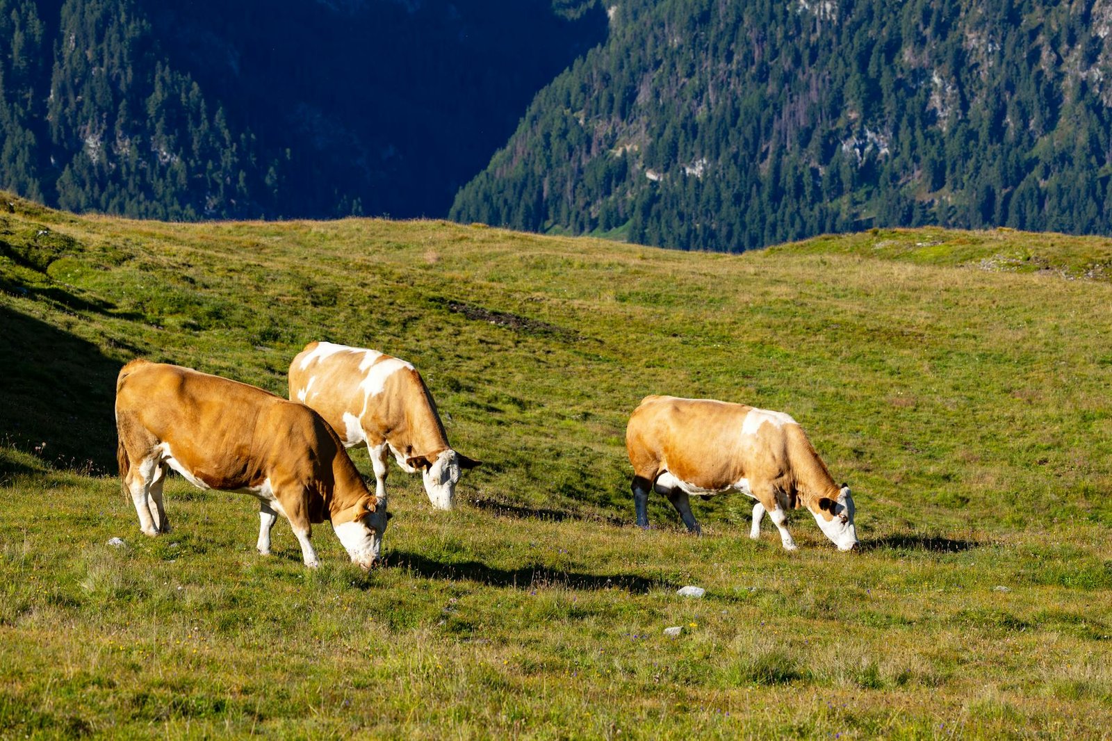 profitable livestock ipr